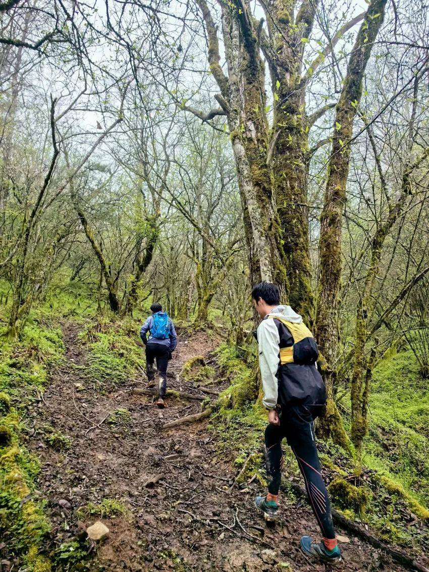 爱游戏体育平台-野外森林越野跑挑战赛，探索未知的自然秘境的简单介绍