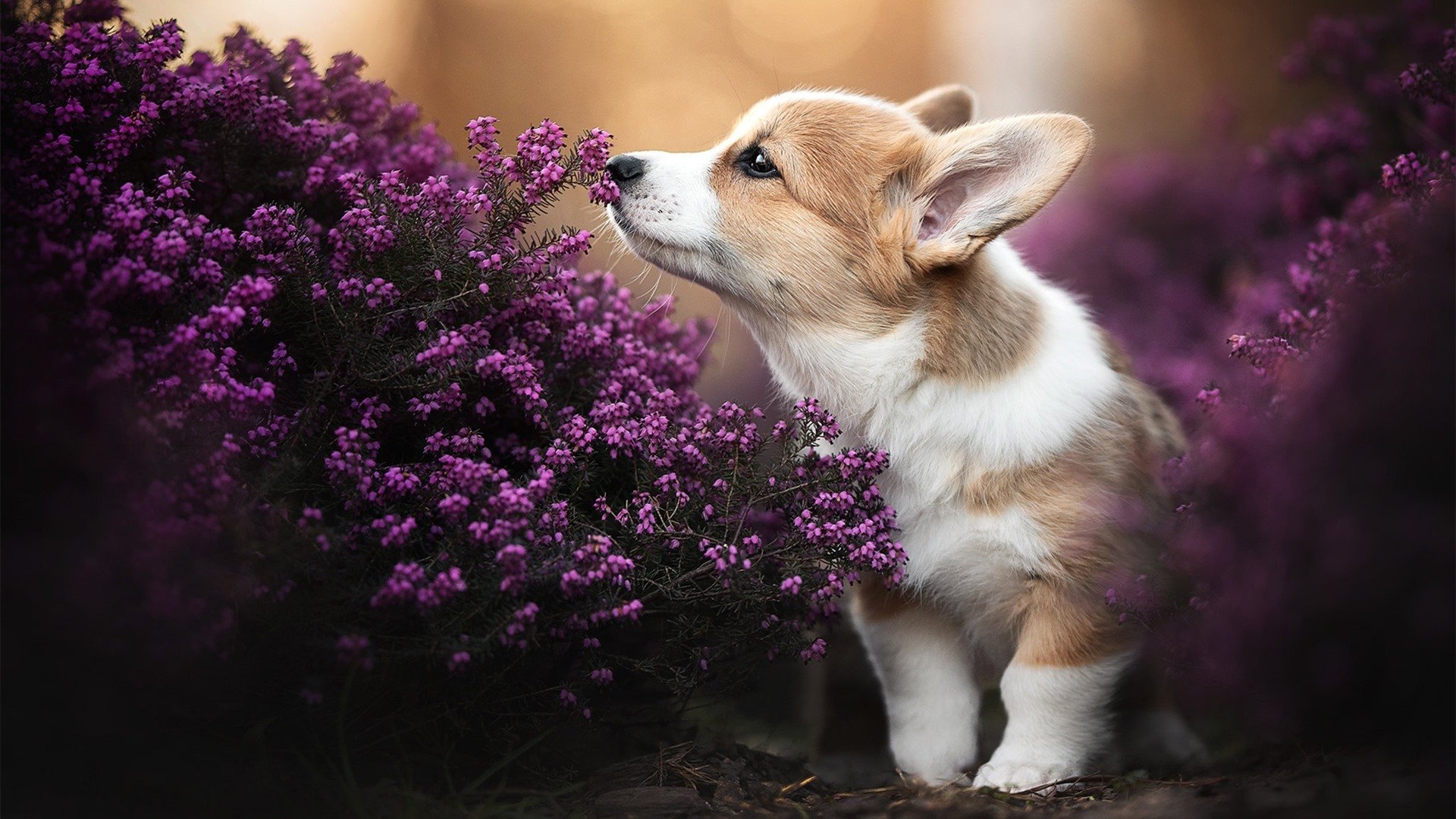 AYX SPORTS-《使命召唤》新地图上线：地形熟悉与点位掌握，使命召唤各种地图