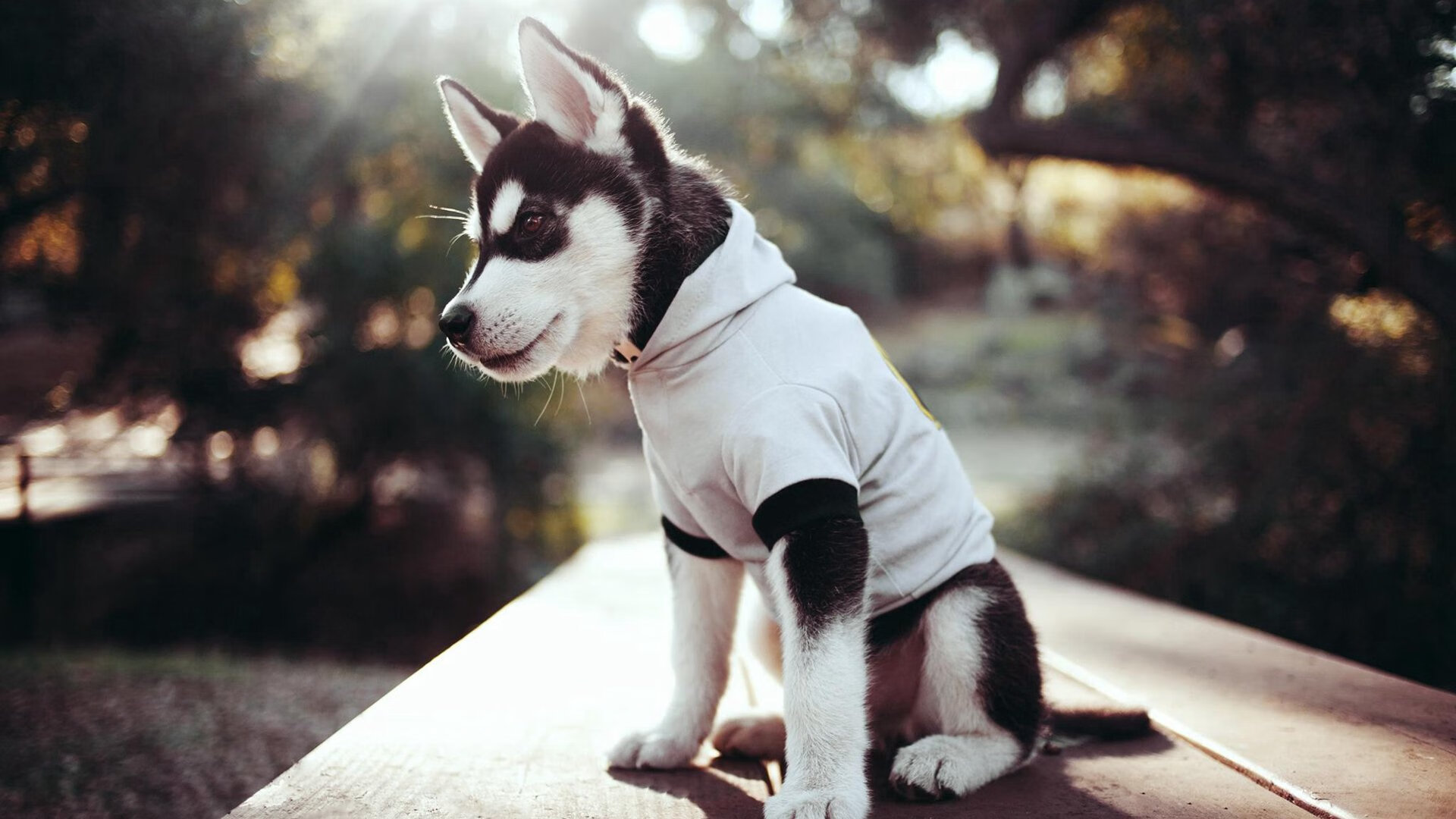 从跑车到经典:回顾WRC历史上的传奇车型与车手传奇,wrc历届车型