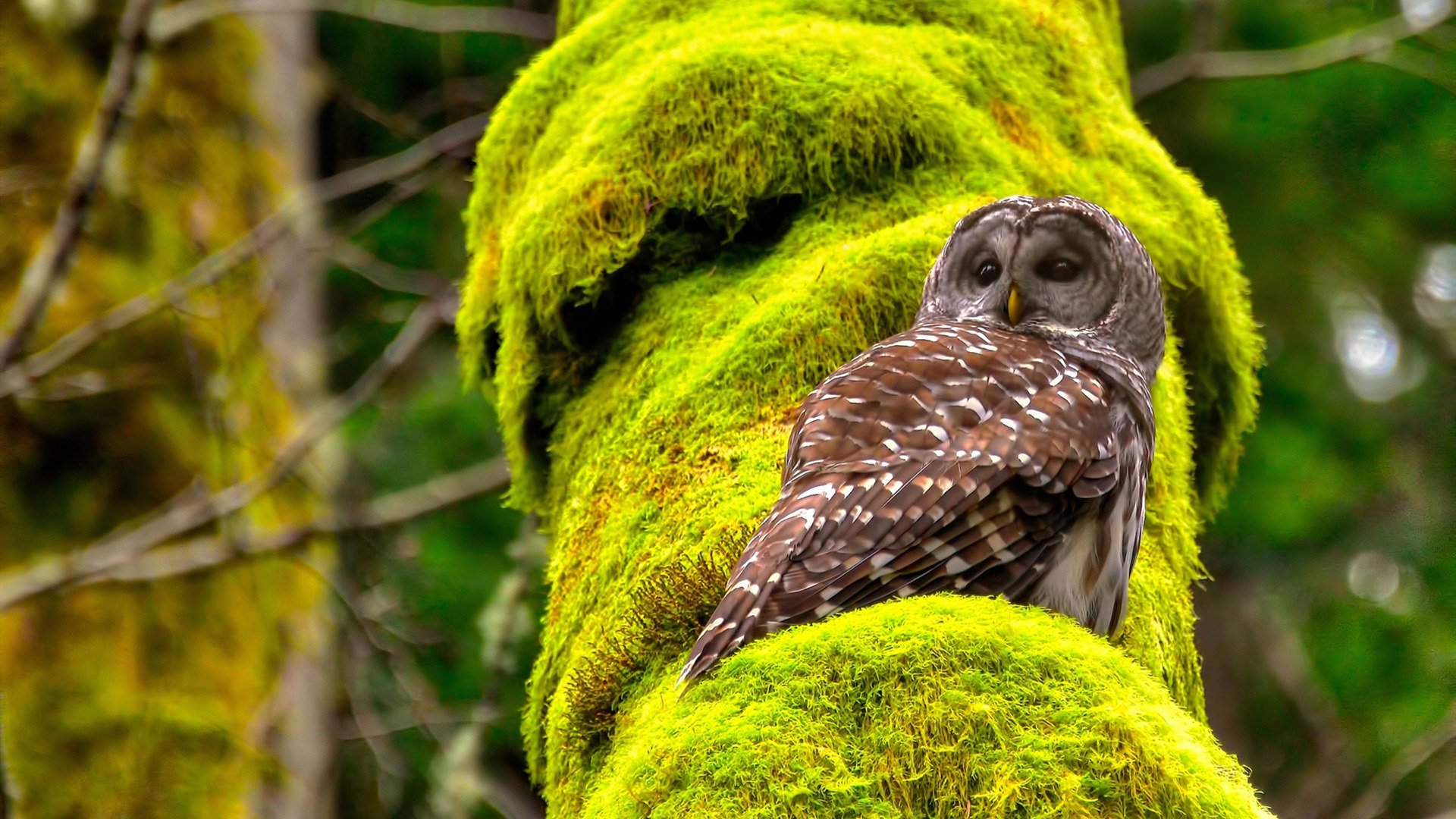 女子短跑接力再破亚洲纪录,刷新奥运希望,2021女子短跑
