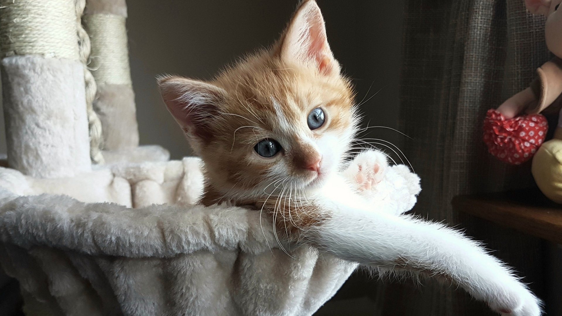 爱游戏平台-意甲新前锋连续多场进球，成为球队核心，意甲前瞻推荐