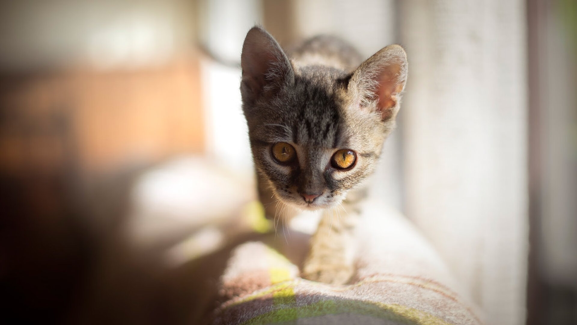 爱游戏体育APP下载-期待新星：下一代的超级巨星年轻气盛，被期待的新星