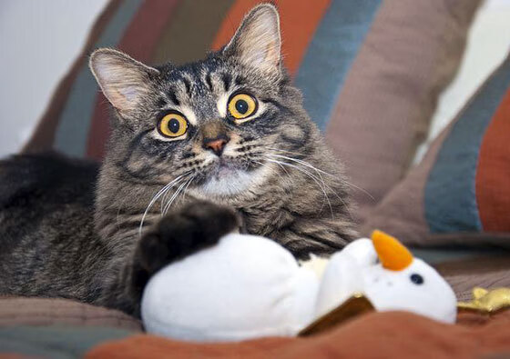 AYXSPORTSAPP-洛杉矶德比激烈对决，湖人险胜快船，洛杉矶德比之战是什么意思