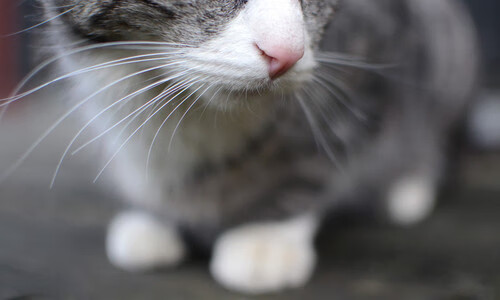 爱游戏体育APP下载-足球场馆AI巡检系统投入试点运行，足球场检测机构