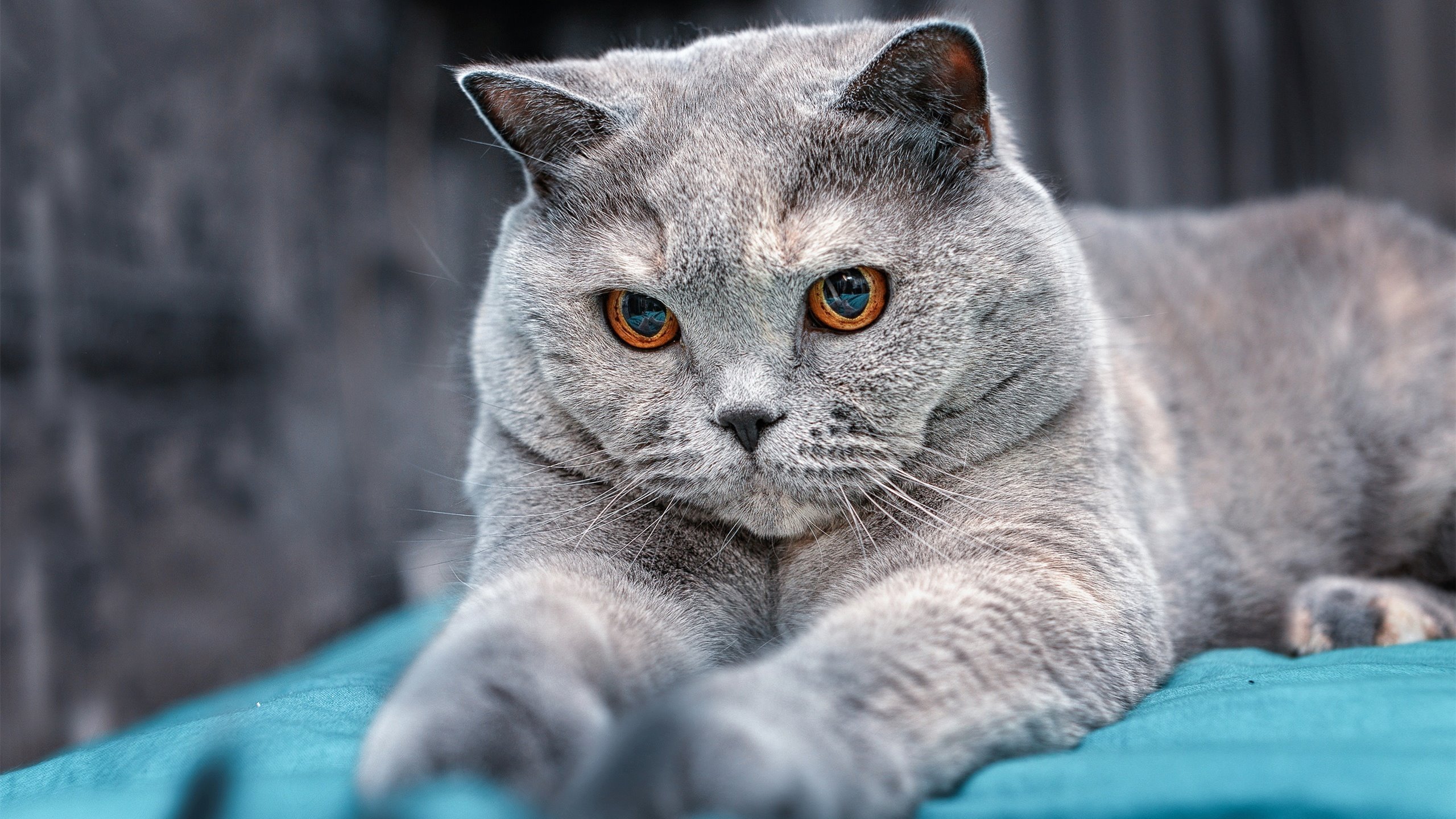 爱游戏中国官方网站平台-北索尔联攻势渐起，悲情之队求翻身仗，索尔纳vs北雪平比分预测