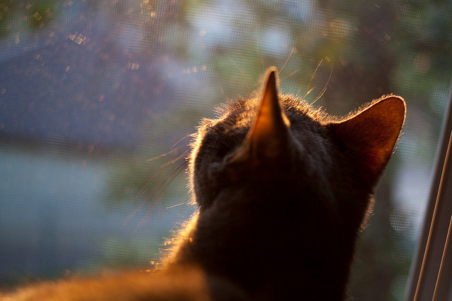 火箭年轻阵容打出惊喜逆转灰熊，火箭熊退役