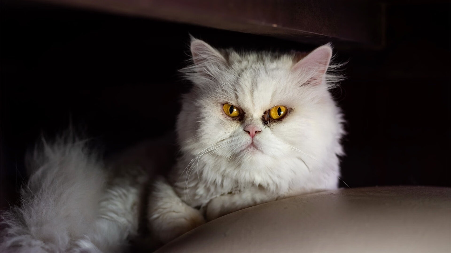 AIYOUXI.COM-职业球员职业规划是否被重视，职业球员到底有多强