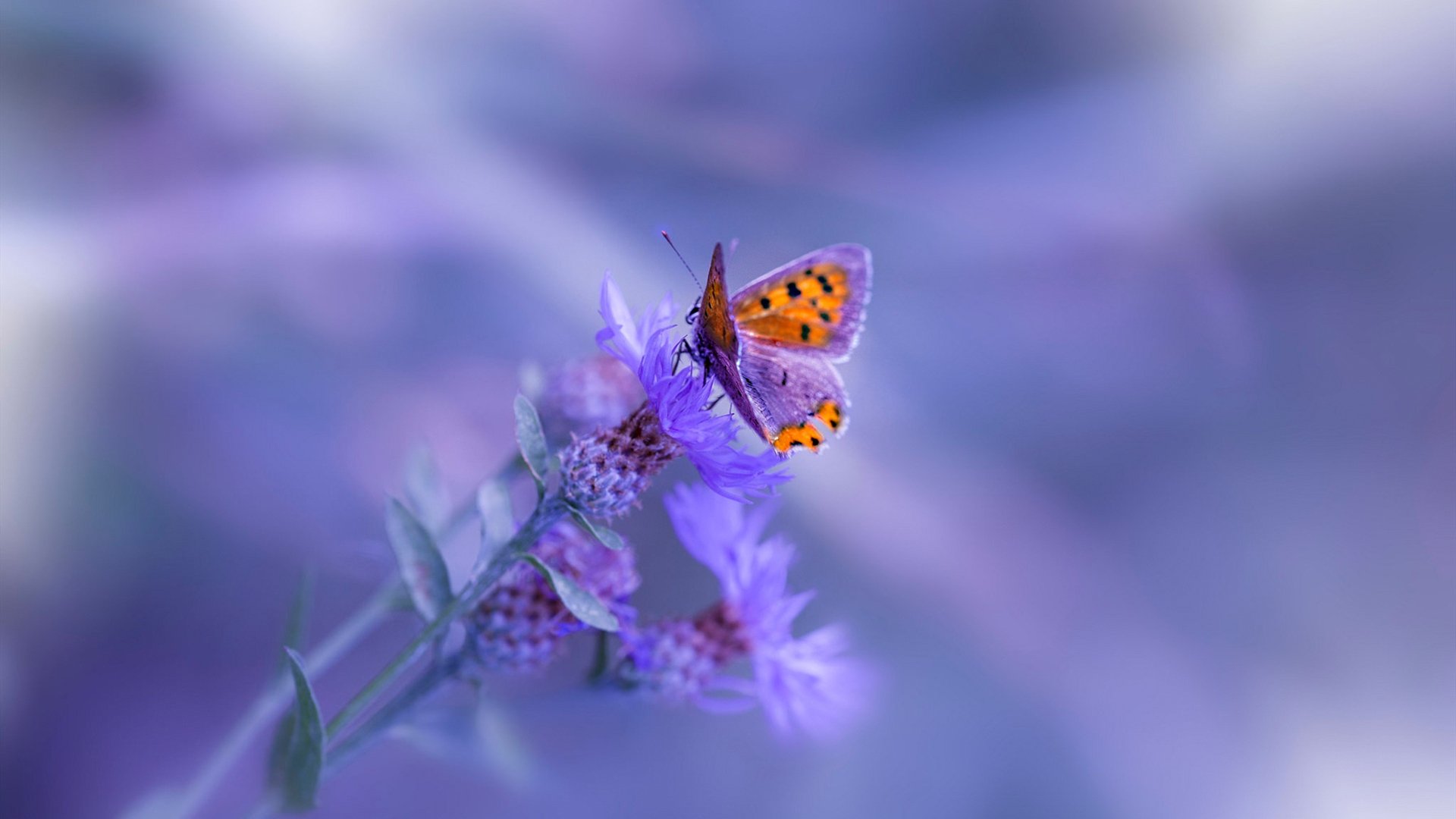 爱游戏娱乐-西布朗锋线效率提升，铝土矿工拼抢关键分，西布朗在哪个城市