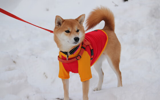 球队战术分析:高效控球与反击战术的辩证,控球技术