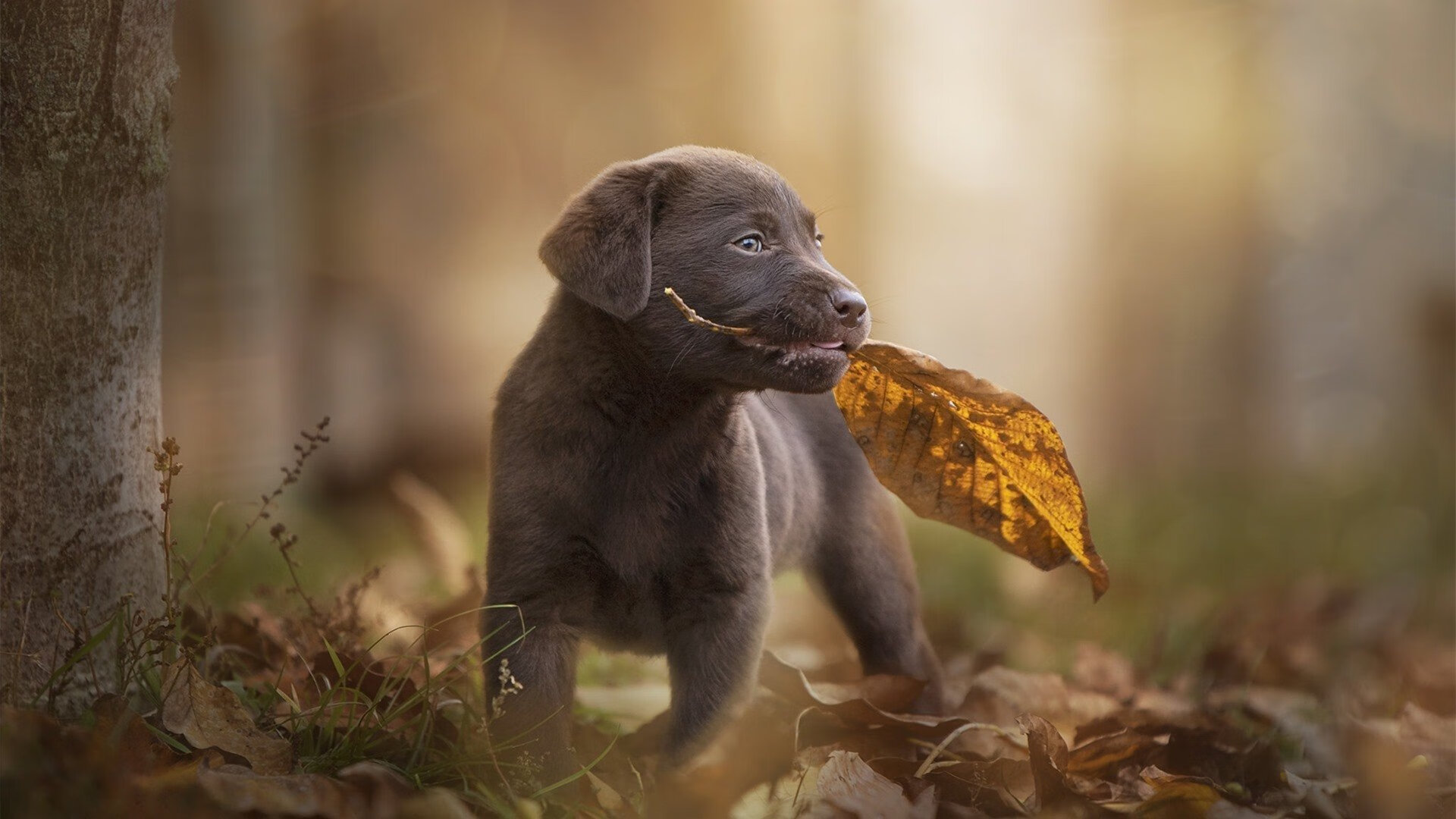 AIYOUXI.COM-国际乒联混合团体世界杯：新加坡队的技术与战术亮点，乒乓 新加坡