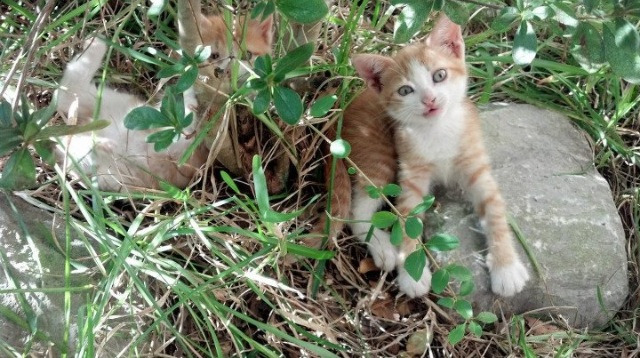 爱游戏娱乐平台-天府新区再掀体育热潮，湖滨赛场受瞩目，天府体育公园