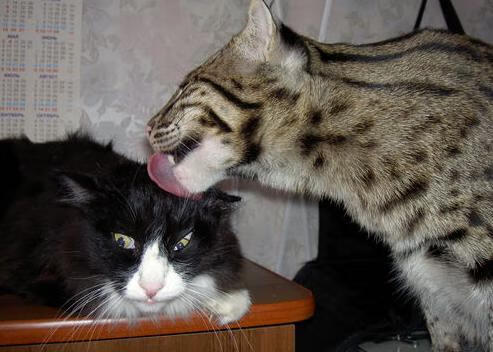 联赛排名变化对欧冠资格分配影响几何,联赛晋级欧冠规则