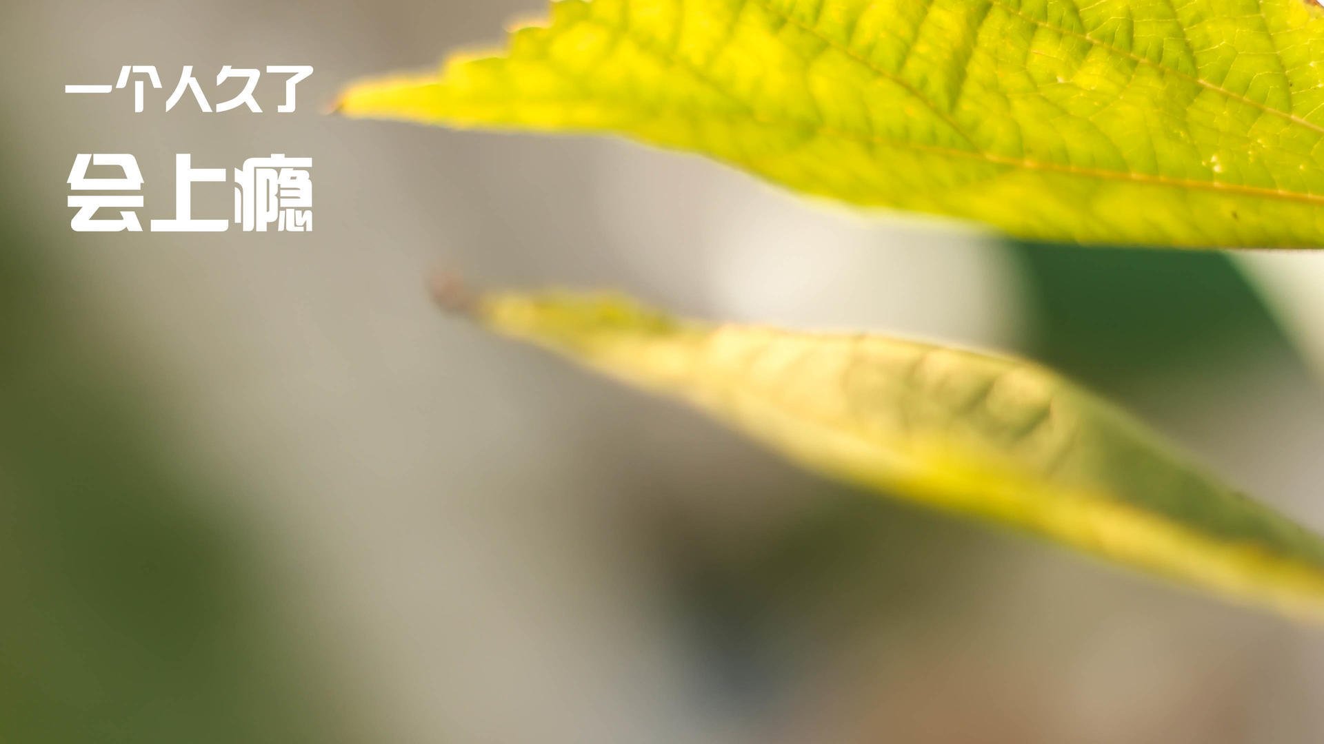 国内外专家齐聚篮球发展论坛探讨行业前沿趋势与挑战，篮球运动国外研究现状